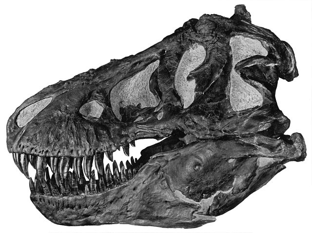 File:Tyrannoskull.jpg