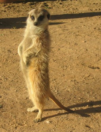 File:Suricata.jpg