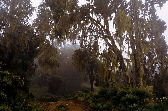 File:Timberline forest with lichens.jpg