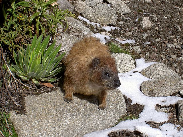 File:Cape Hyrax Mt Kenya 1.JPG