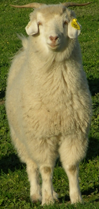 File:Australain cashmere goat.png