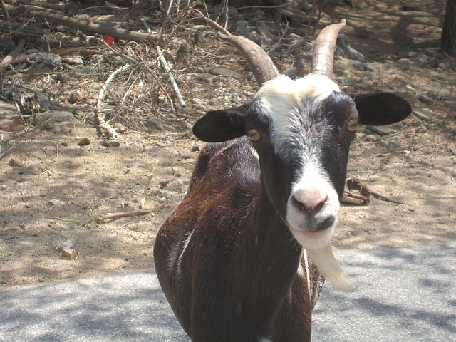 File:Feral goat in Aruba.JPG