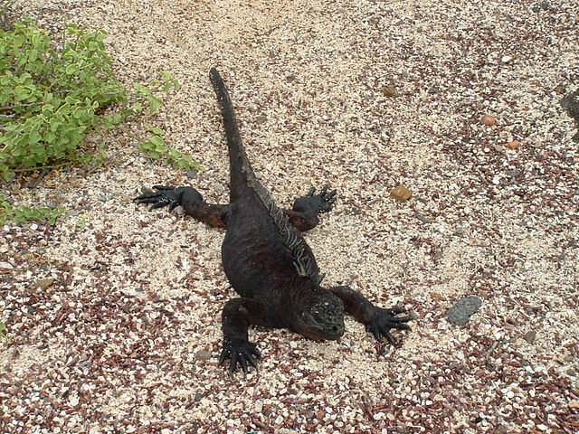File:IguanaMarina.JPG