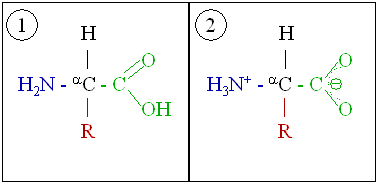 File:Amino acid zwitterions.png
